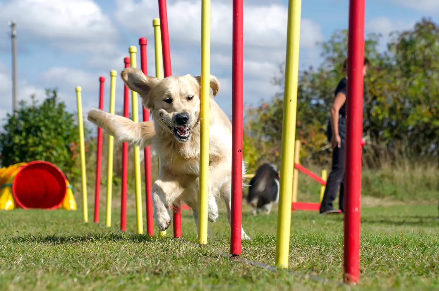 10 Most Popular Dog Sports That Will Make Tails Wag!